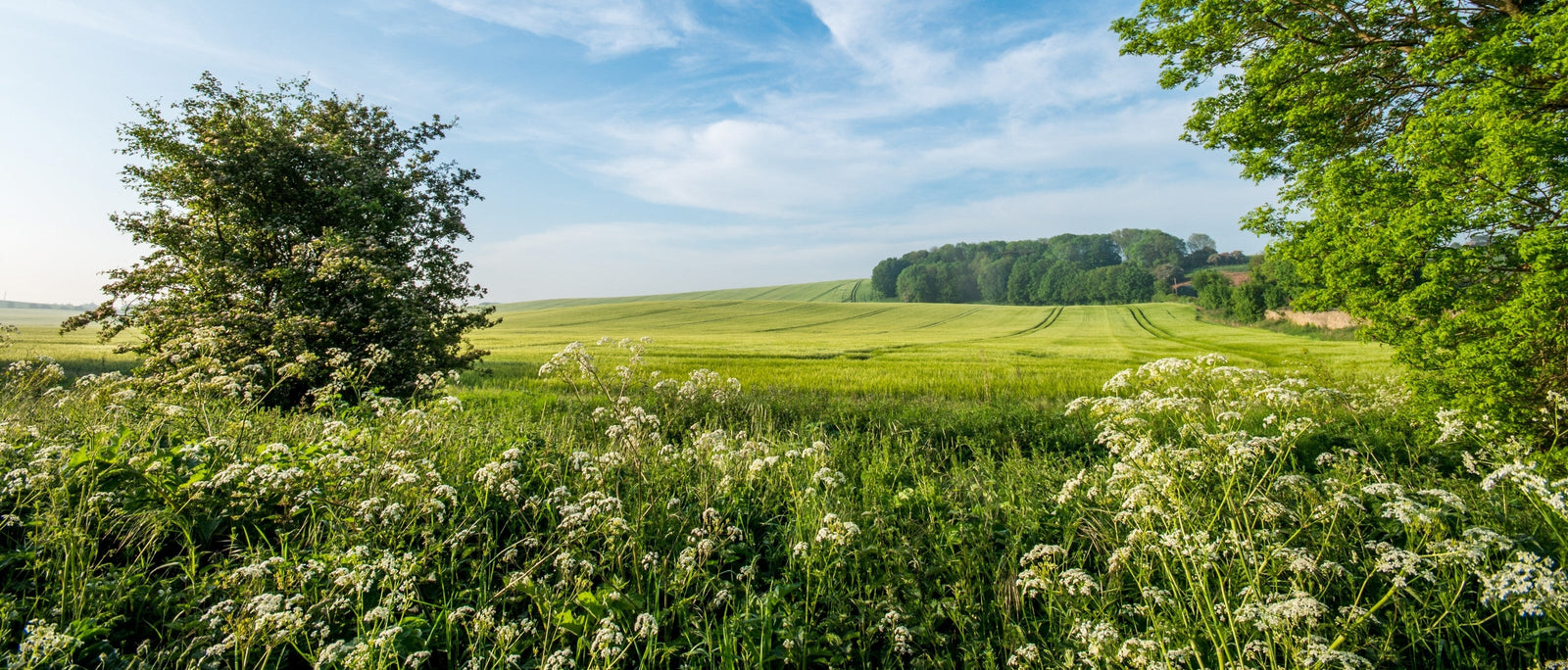 Beginner’s Guide to Hedgerow Foraging | Outdoor Larder | WildBounds UK