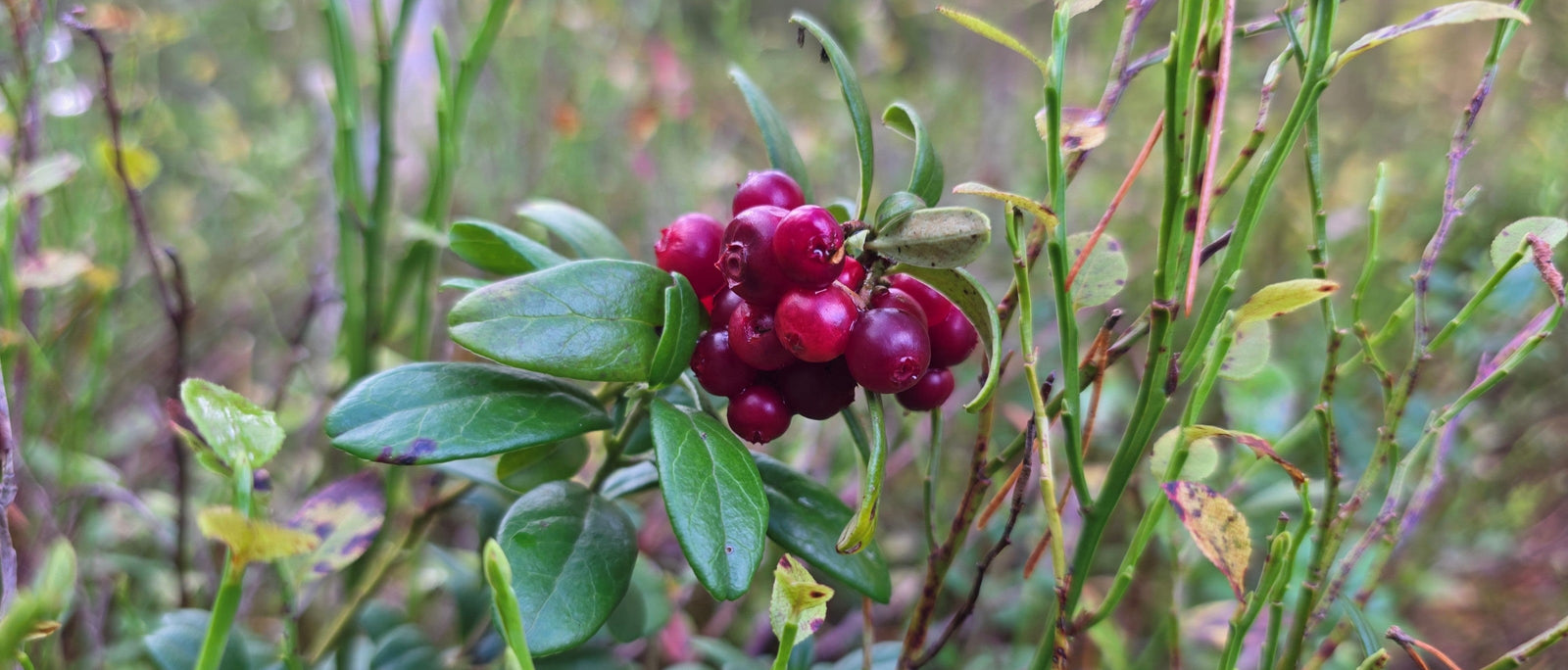 Close-up of ripe lingonberries on plant stem in natural habitat.