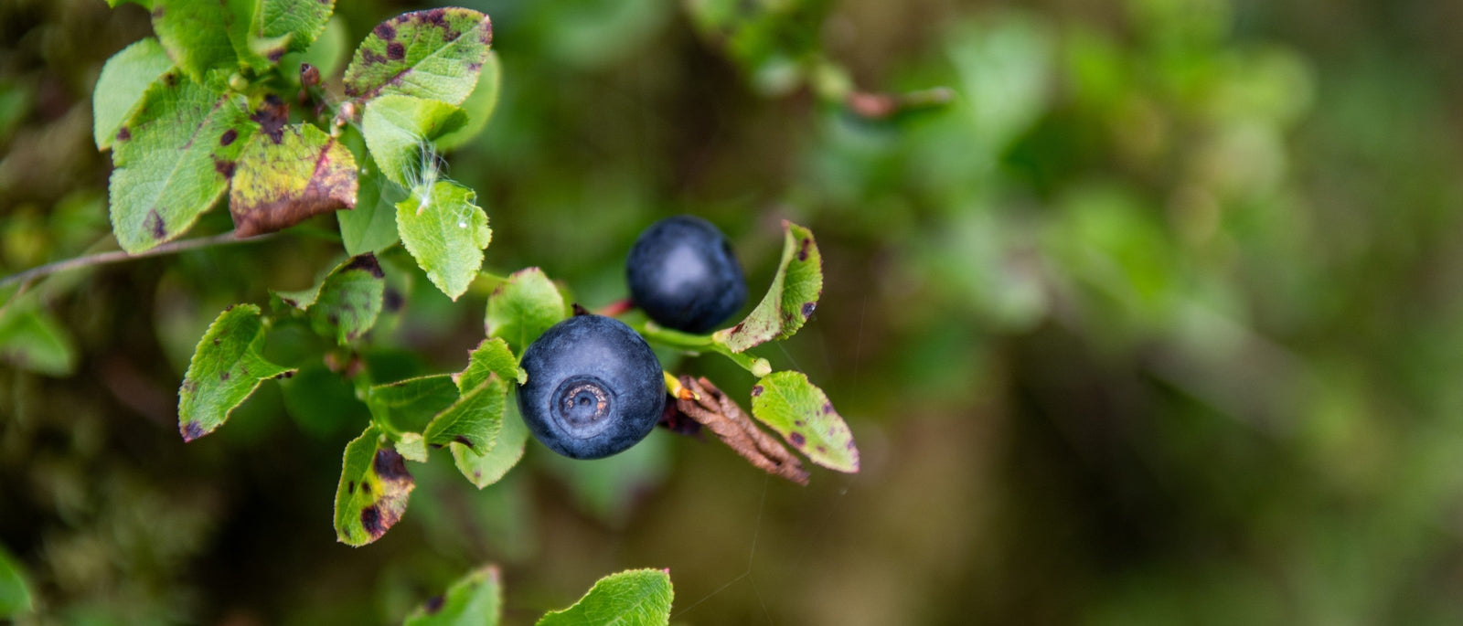 Close-up of ripe bilberries on plant stem in natural habitat.