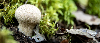 Foraging Guide: Puffball Mushroom