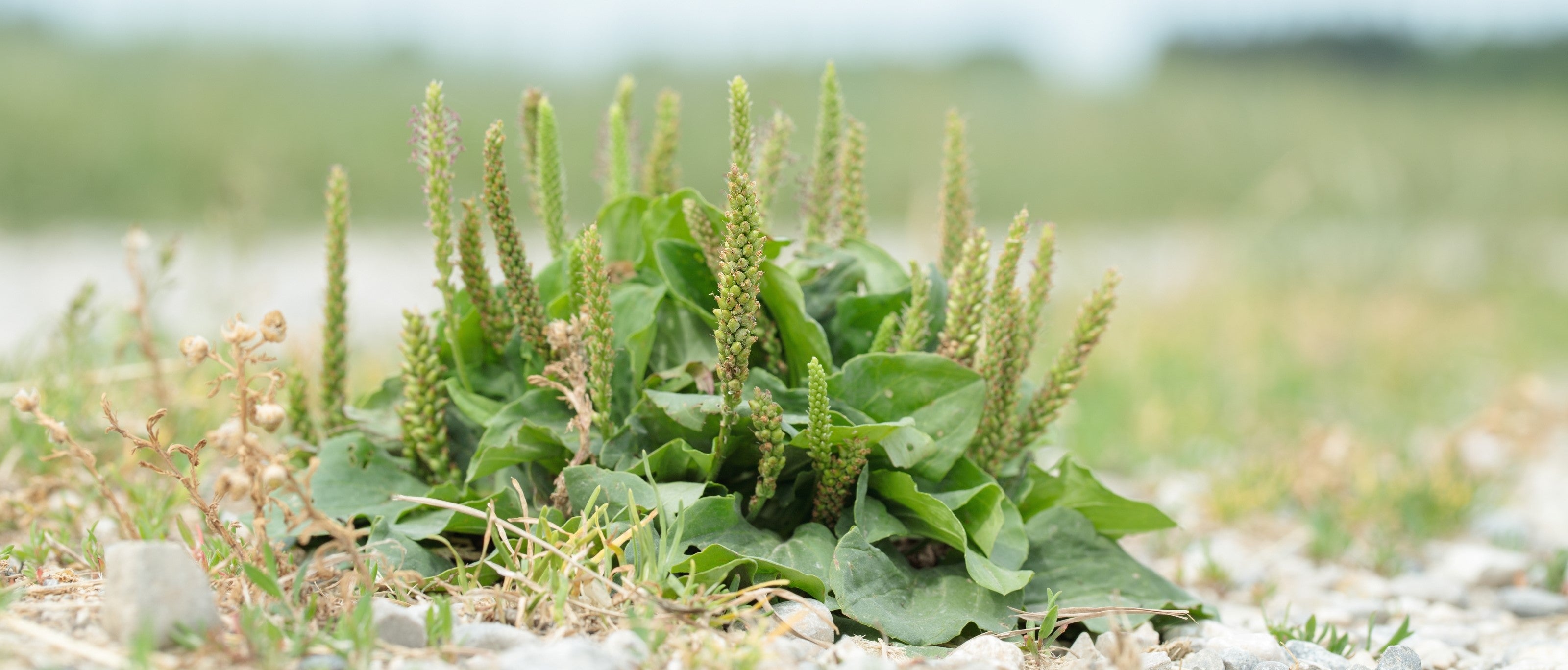 Foraging Guide: Broadleaf Plantain