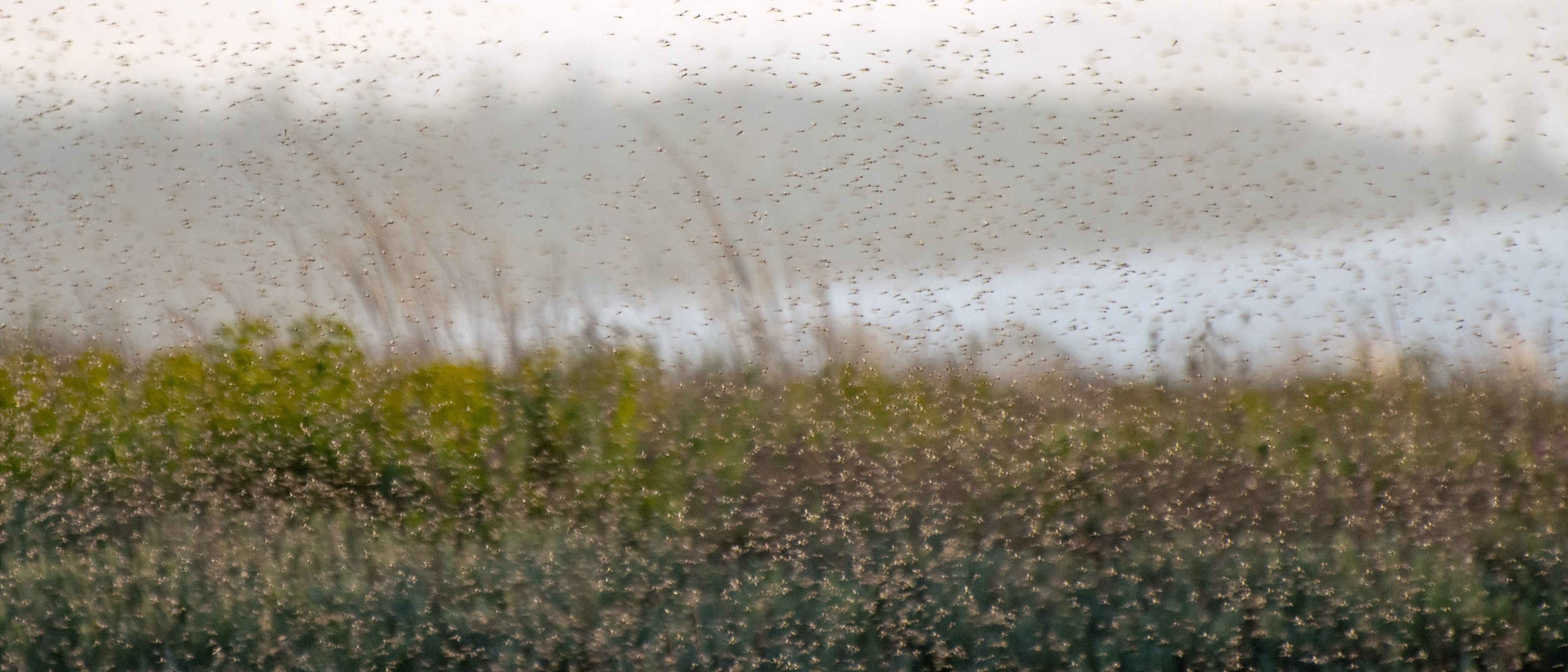 Wee Beasties: Managing Scotland’s Ticks, Midges and More