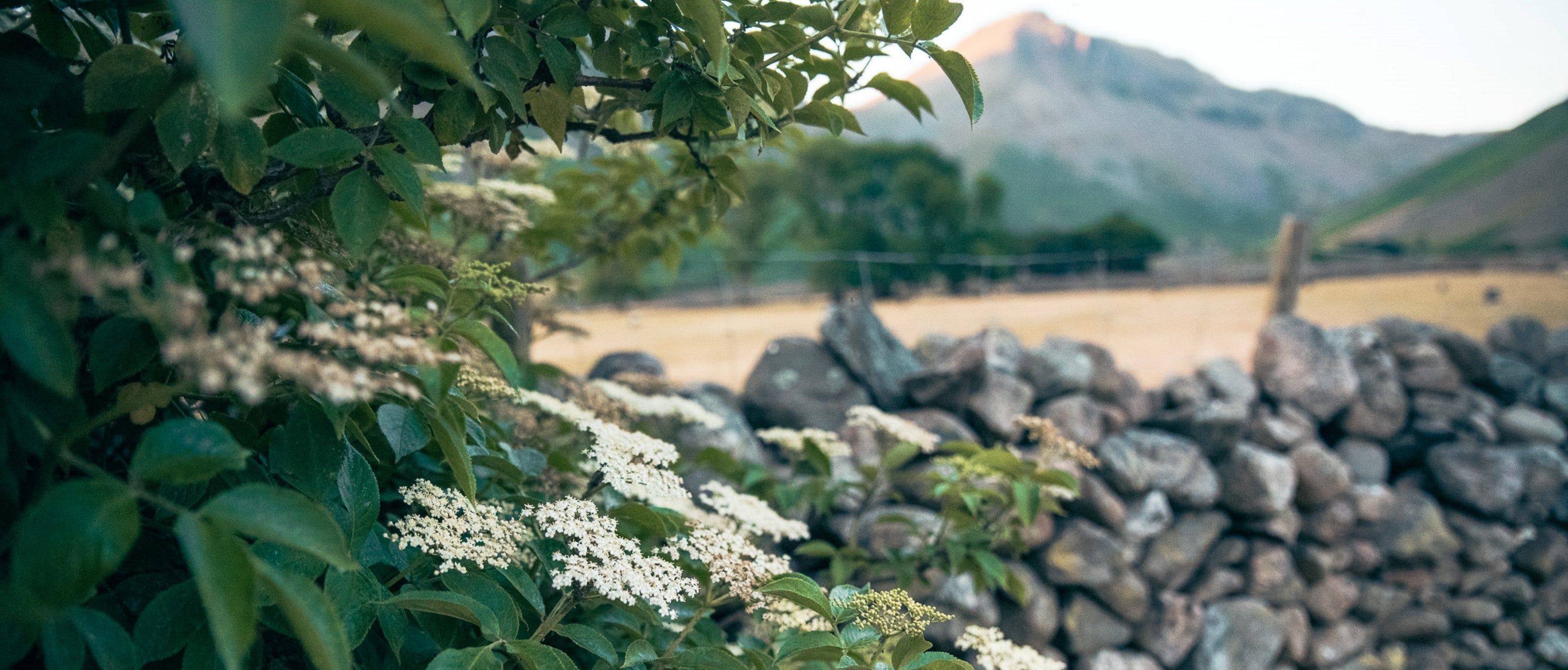 Foraging Guide: Elderflower