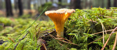Foraging Guide: Chanterelle Mushroom