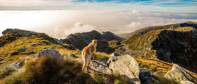 Paw-some Adventure Dogs of Instagram