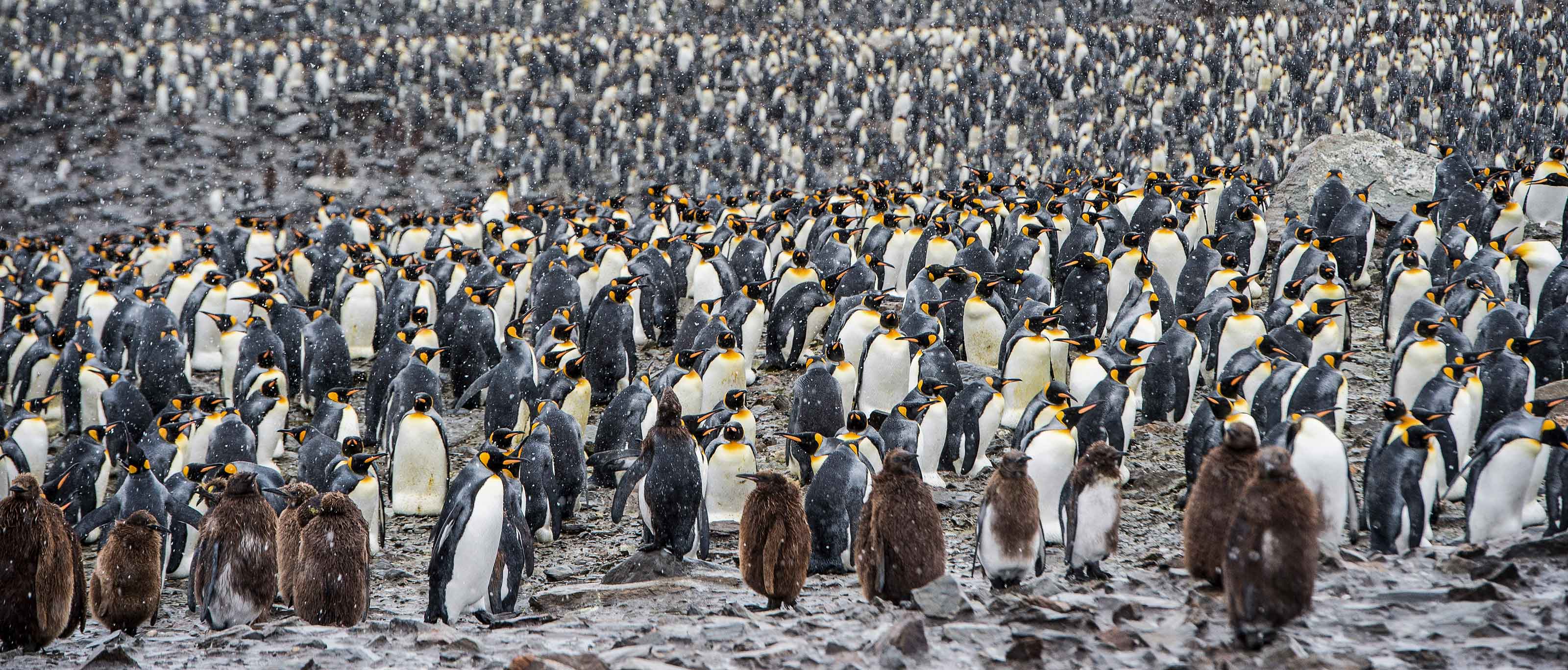 Behind the Frozen Lens | Life in the Antarctic