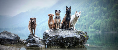 Paw-some Adventure Dogs of Instagram