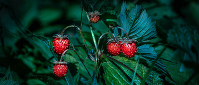 Foraging Guide: Wild Strawberries