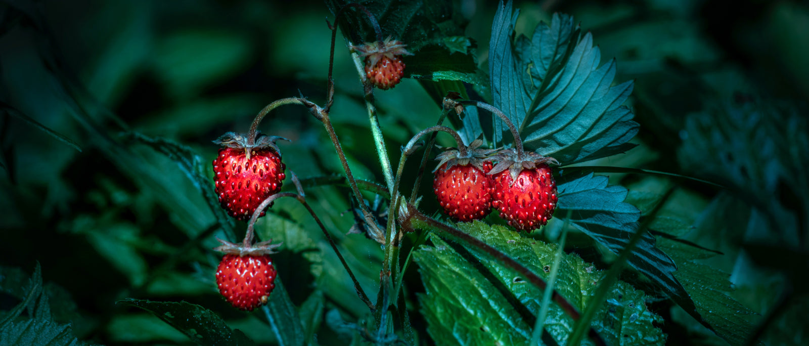 Wild Strawberries growing on a dark bush with wide green leaves